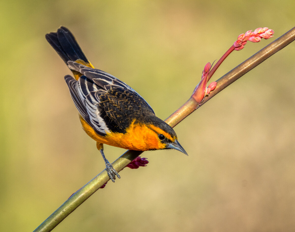 Bullock's oriole-03057-Edit-2.jpg