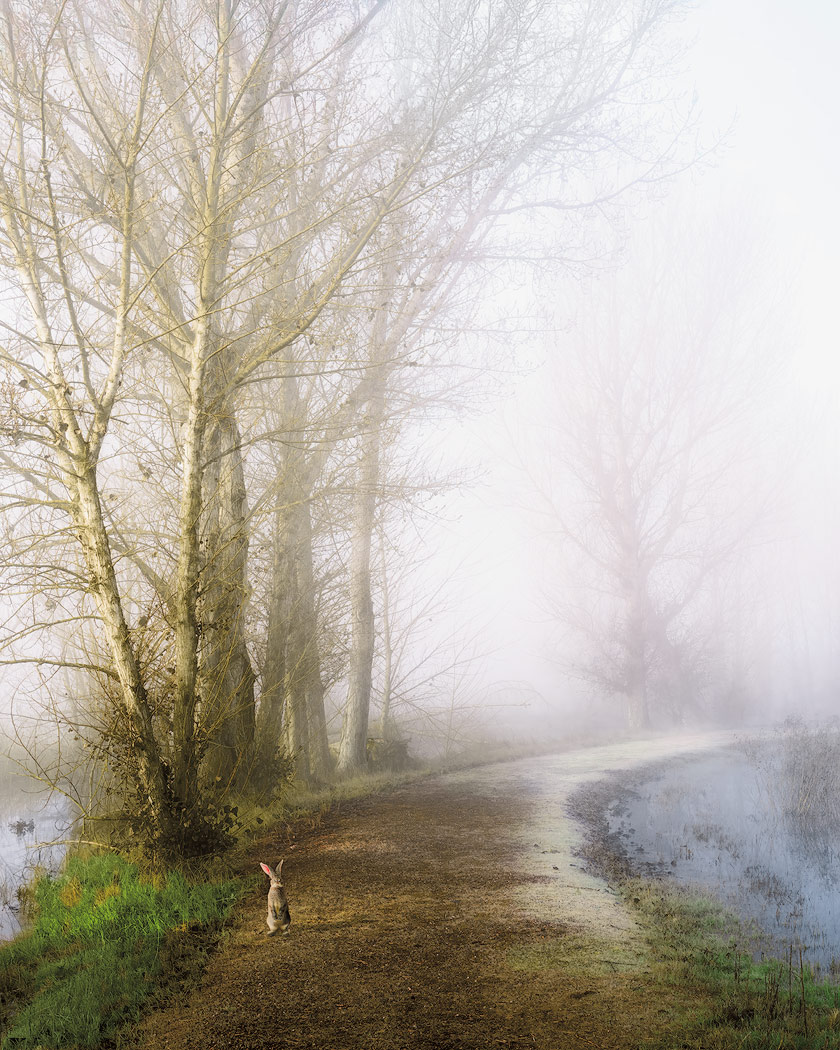 Bunny-On-The-Road--20x16-Perp-HPRMatt-3-sharpened.jpg