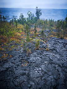 burning trees.jpg