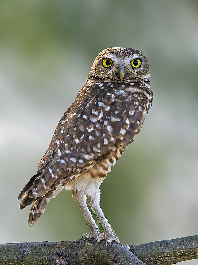 Burrowing Owl  bomber II.jpg