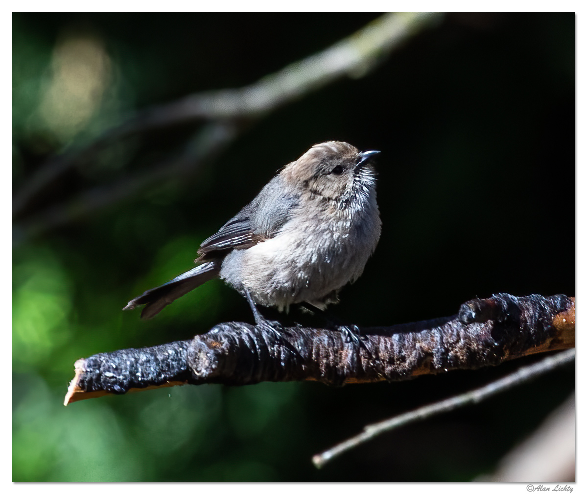 Bushtit.jpg