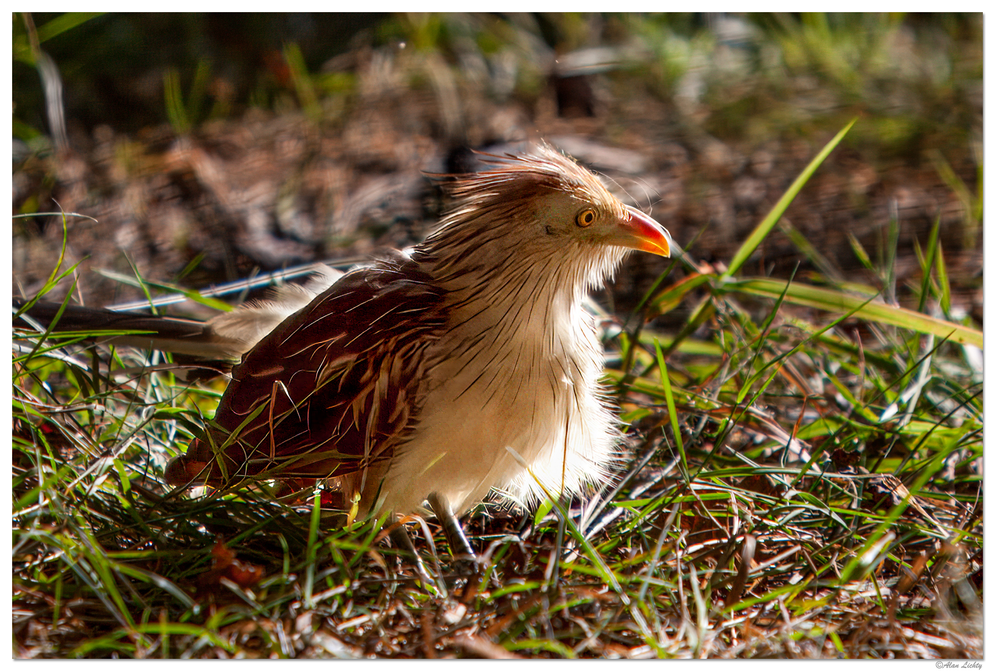 C20D_GuiraCuckoo100207.jpg