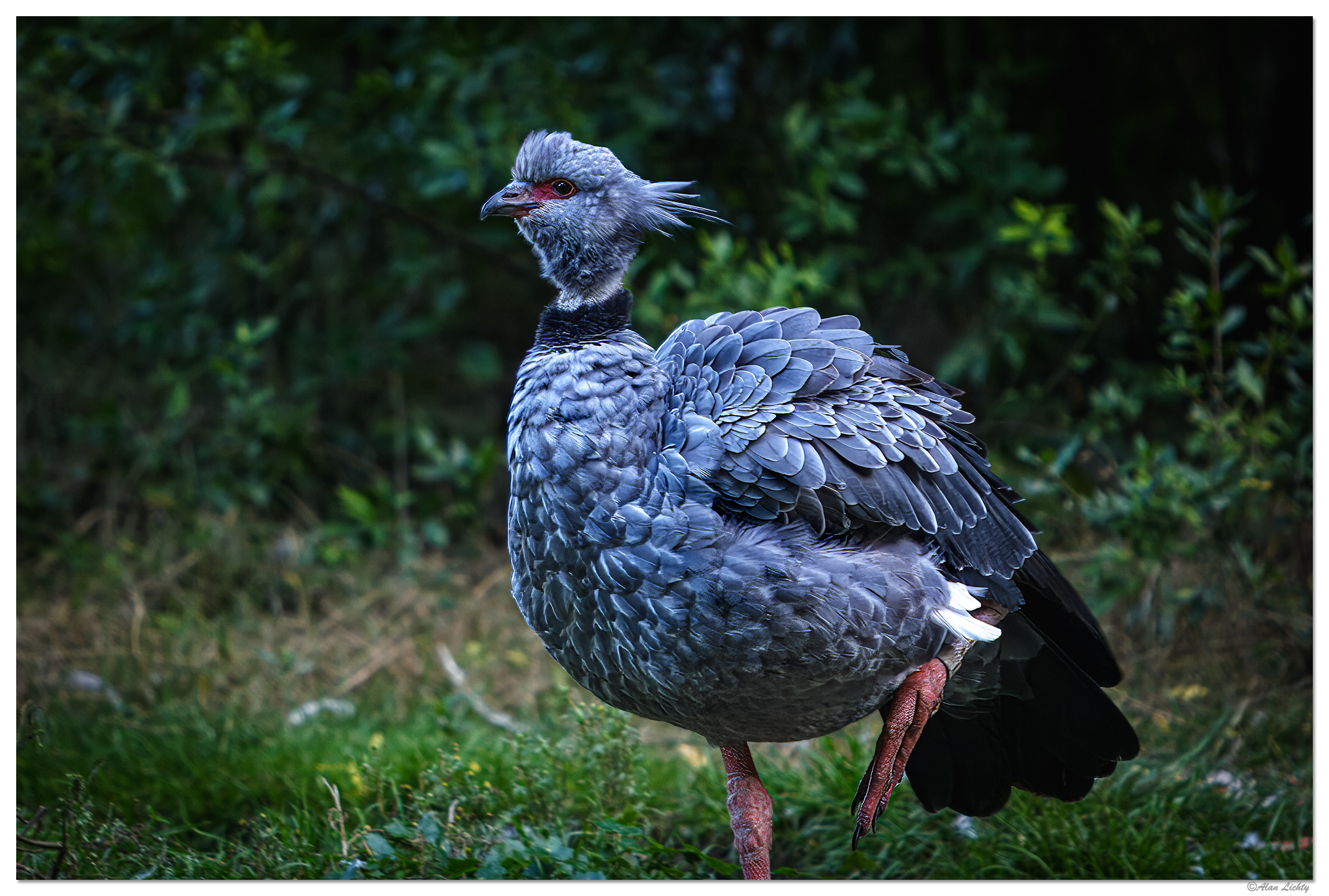 C20D_SouthernScreamer100207.jpg