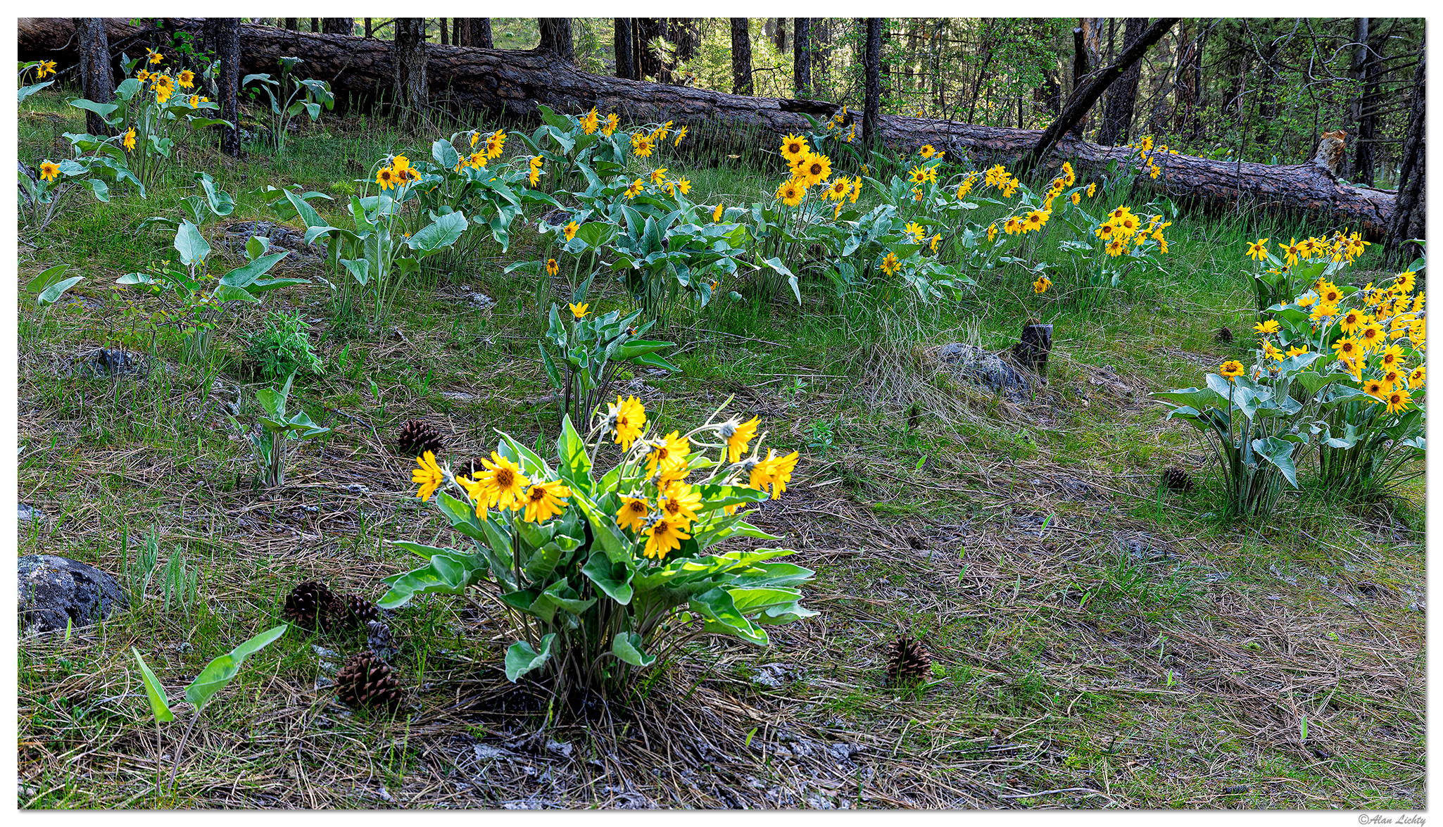 C5D4_ALBalsamRoot2050319.jpg