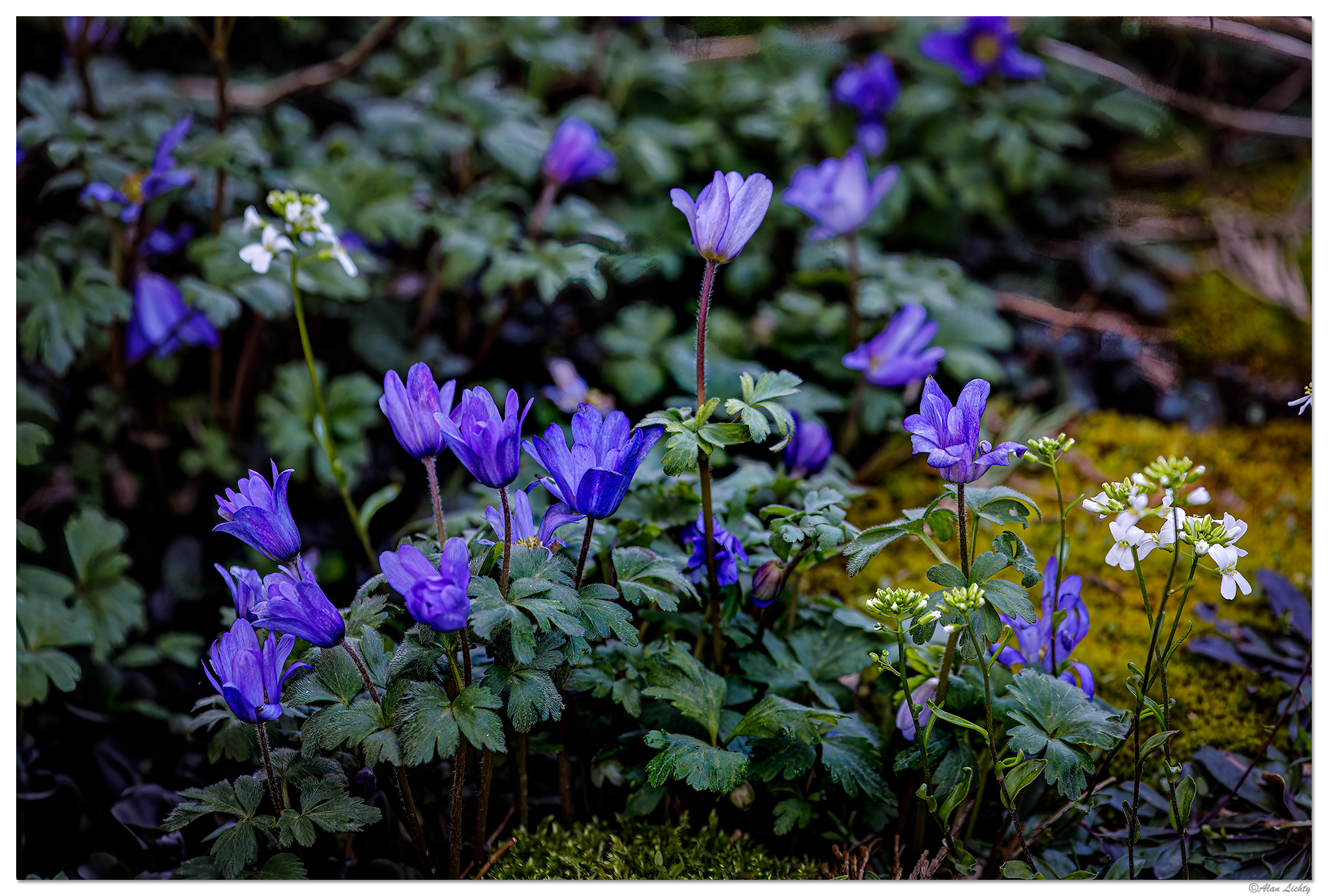 C5D4_Anenome031624.jpg