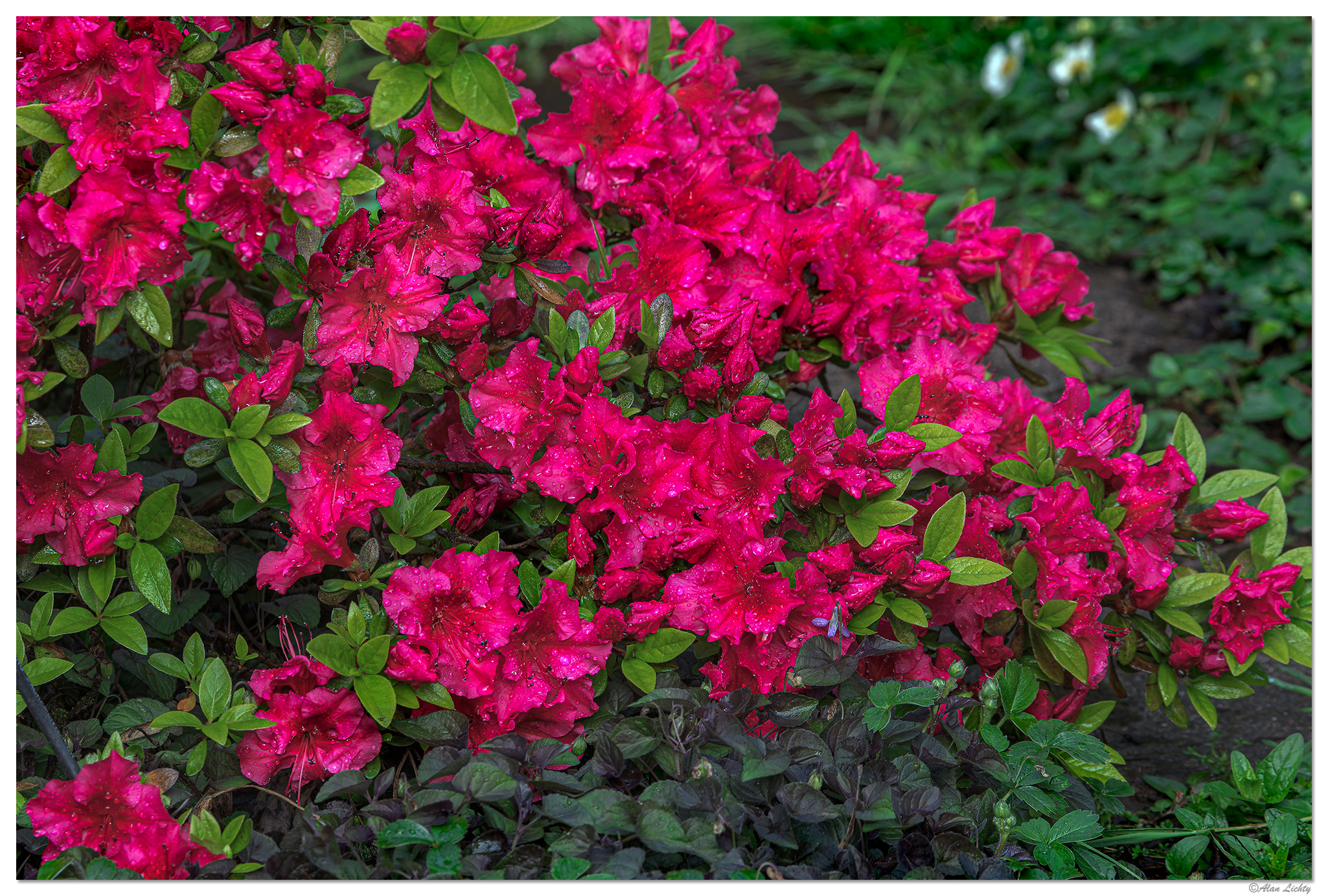 C5D4_Azalea050224-2.jpg