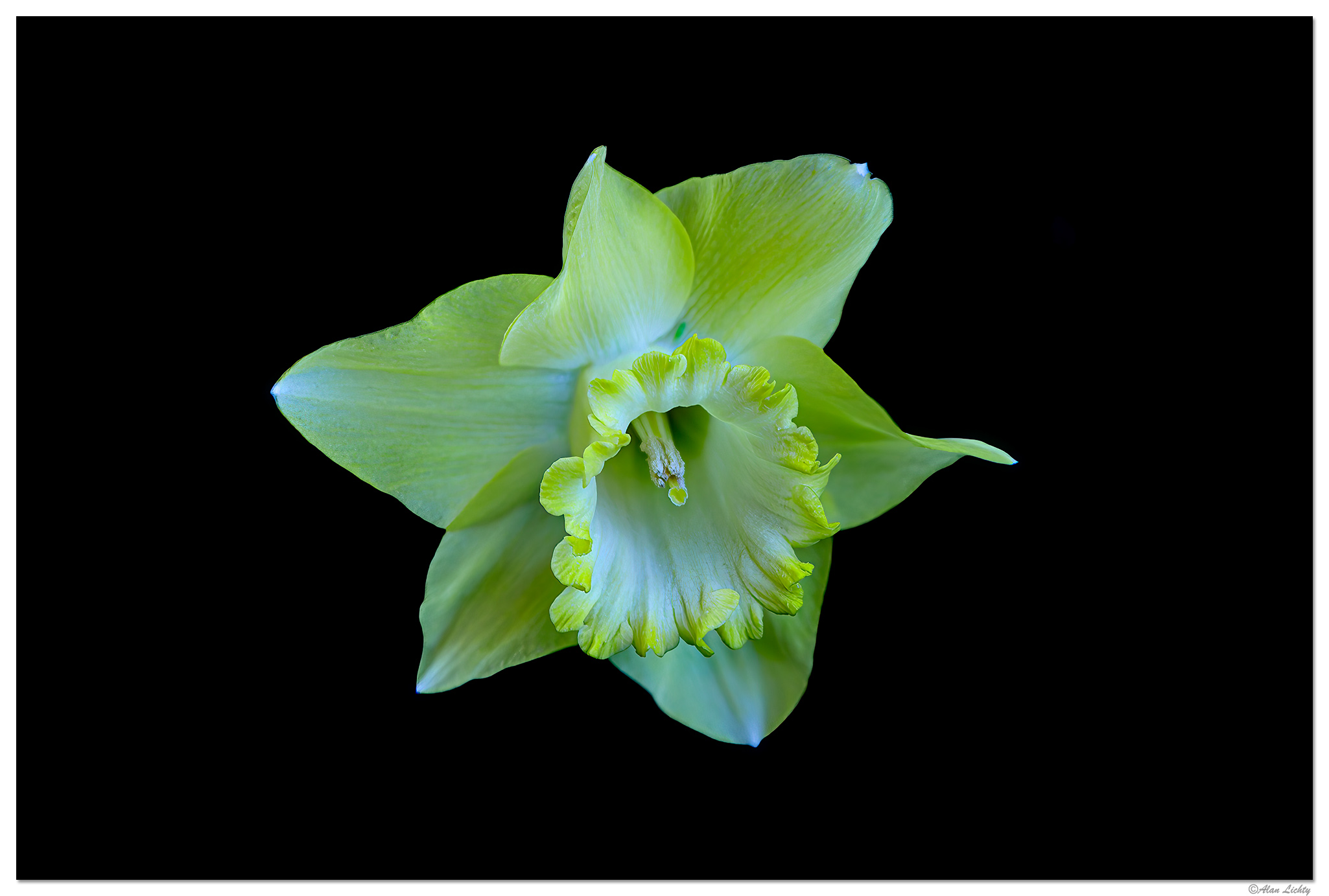 C5D4_DaffodilBloom031824.jpg