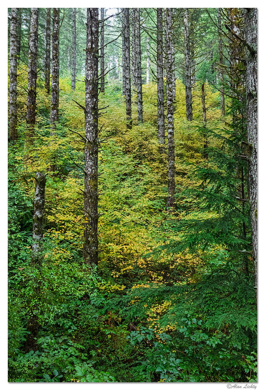 C5D4_HermanPeakRd110222.jpg