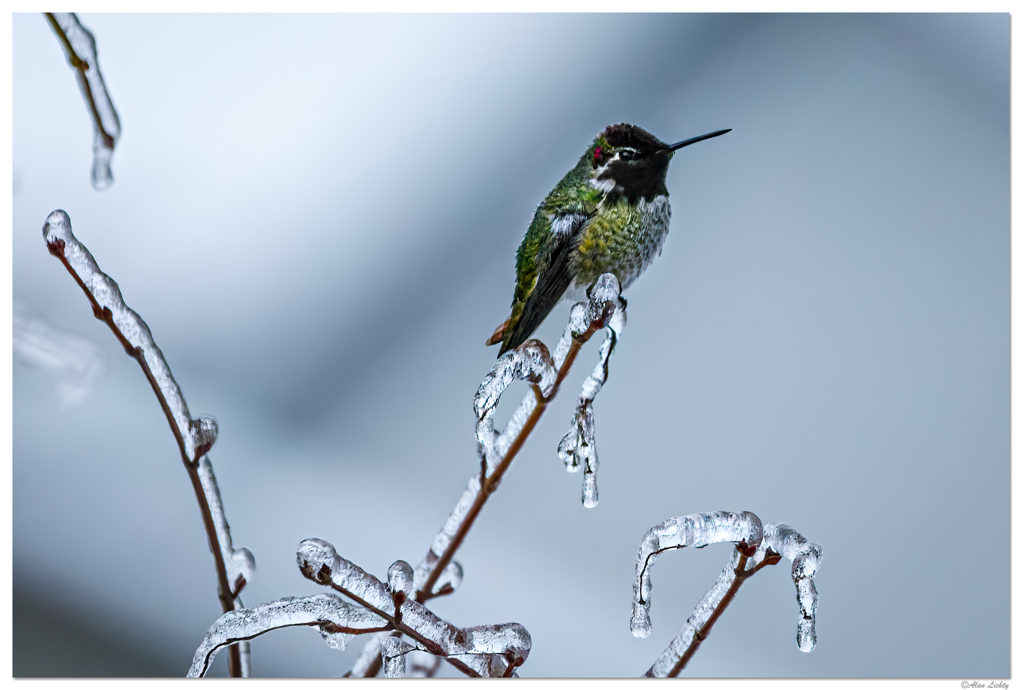 C5D4_IcyAnna021521.jpg