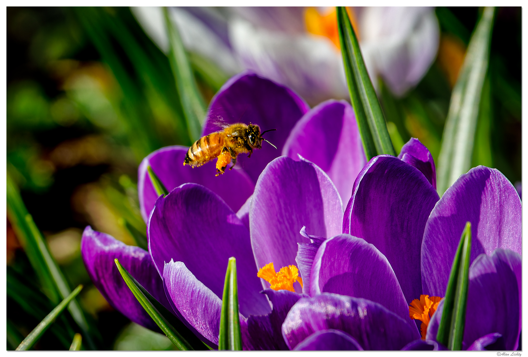 C5D4_LBee030624.jpg