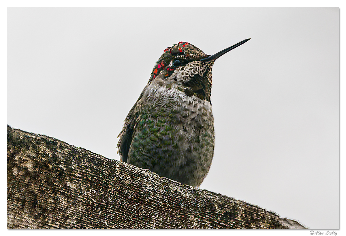 C5D4_WW-ArborHummer.jpg