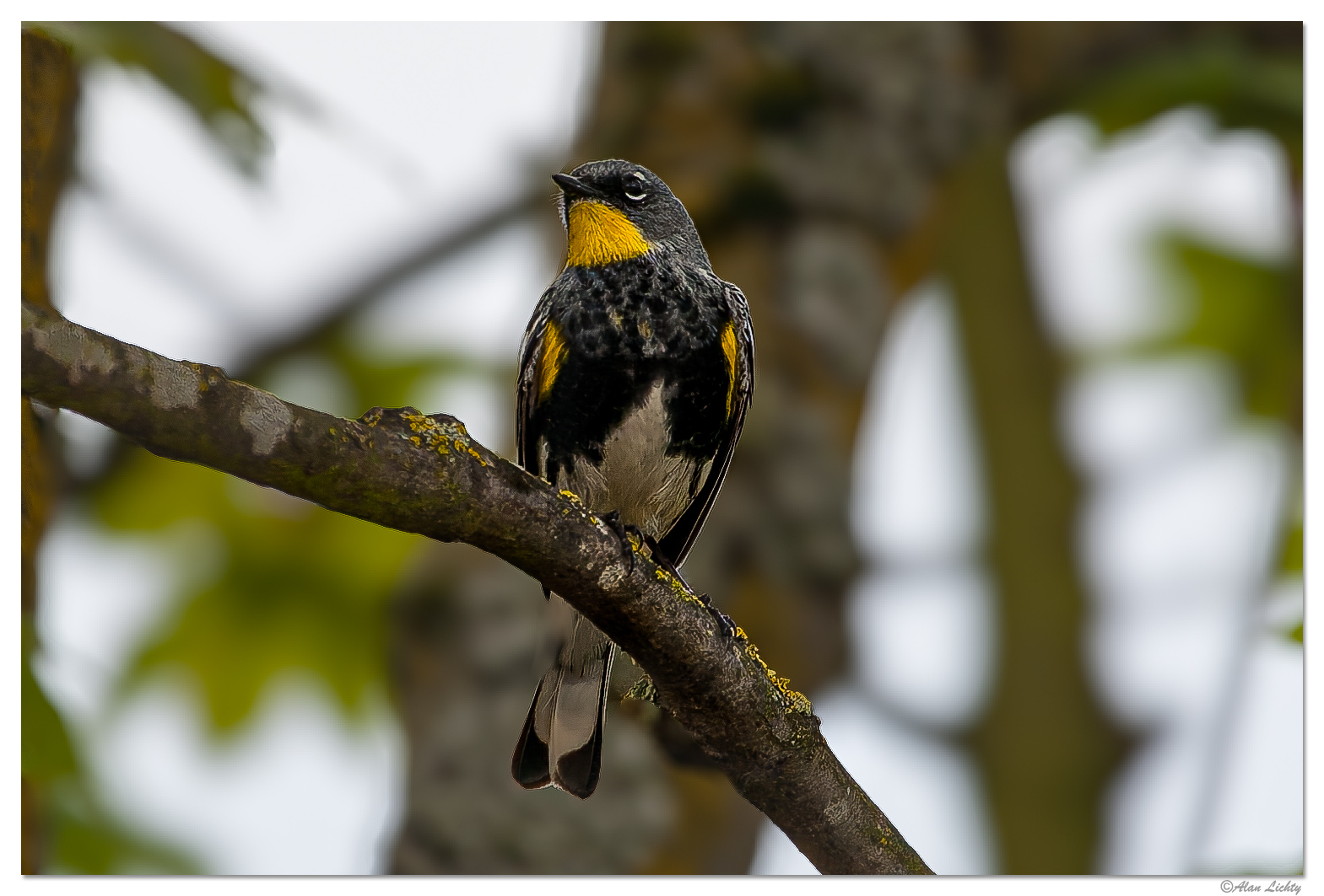 C5D_YellowRumpedWarbler050208.jpg