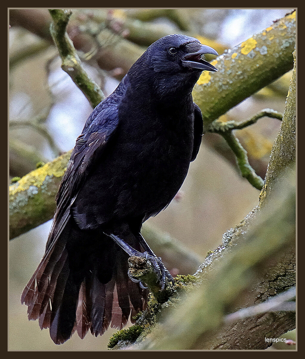 CAAAW WHAT A CROW.jpg