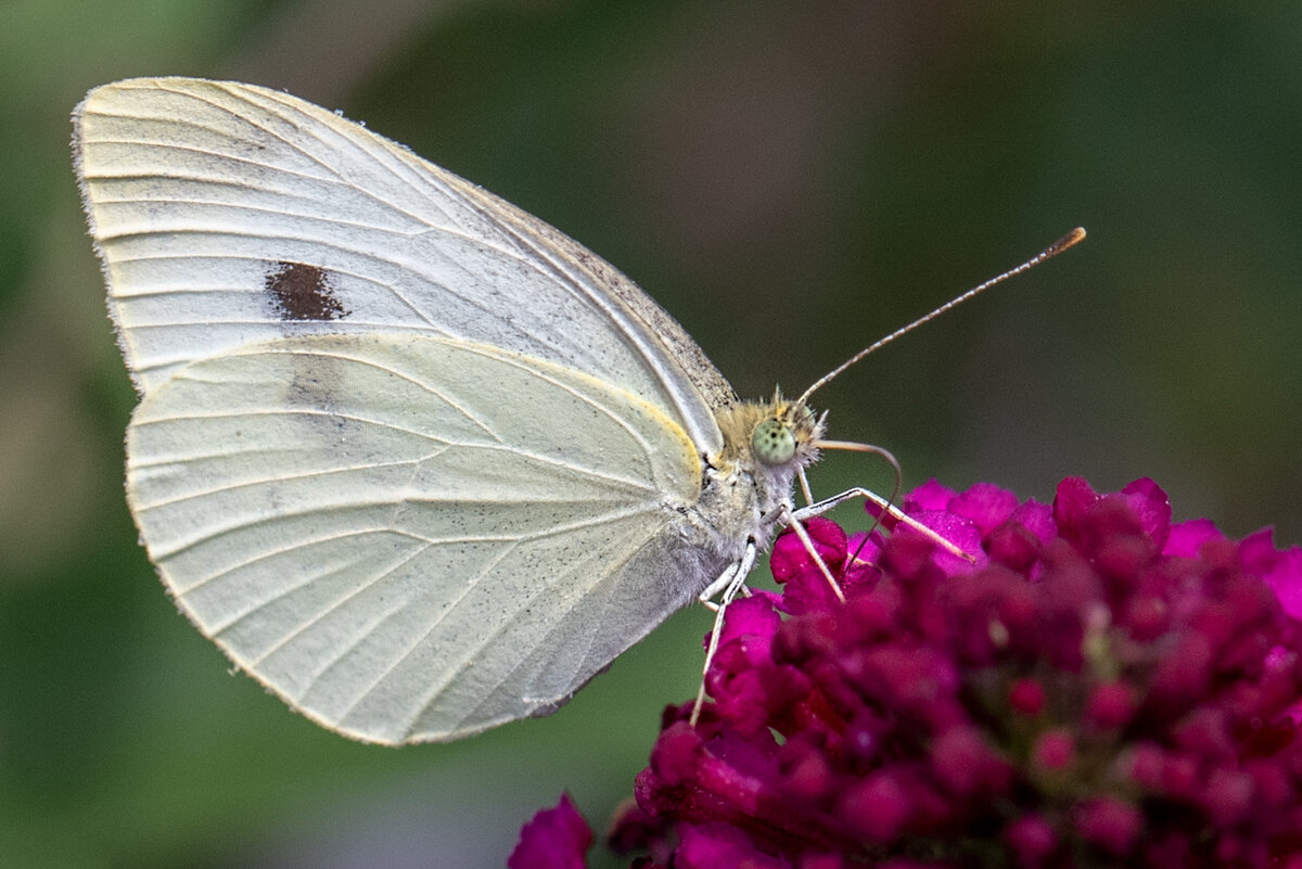 Cabbage White-381-2-Edit.jpg