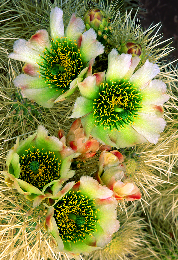 (CAC 4) cholla cactus.jpg