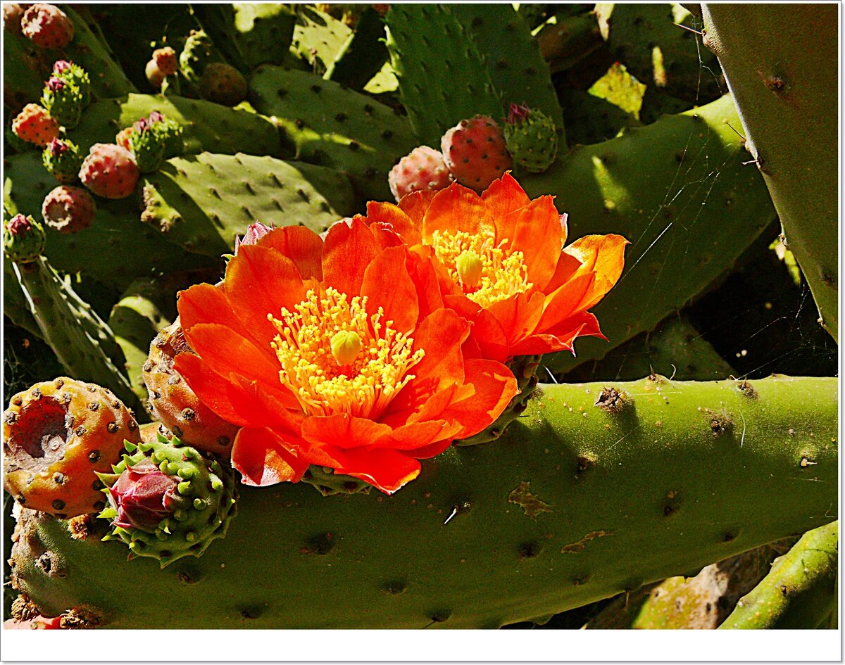 cactus f.JPG