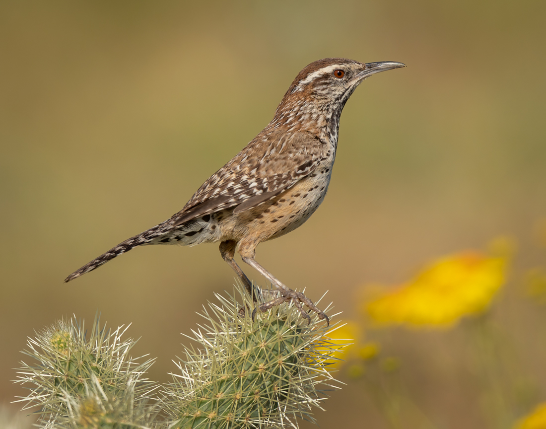  Cactus Wren-3532-Edit.jpg
