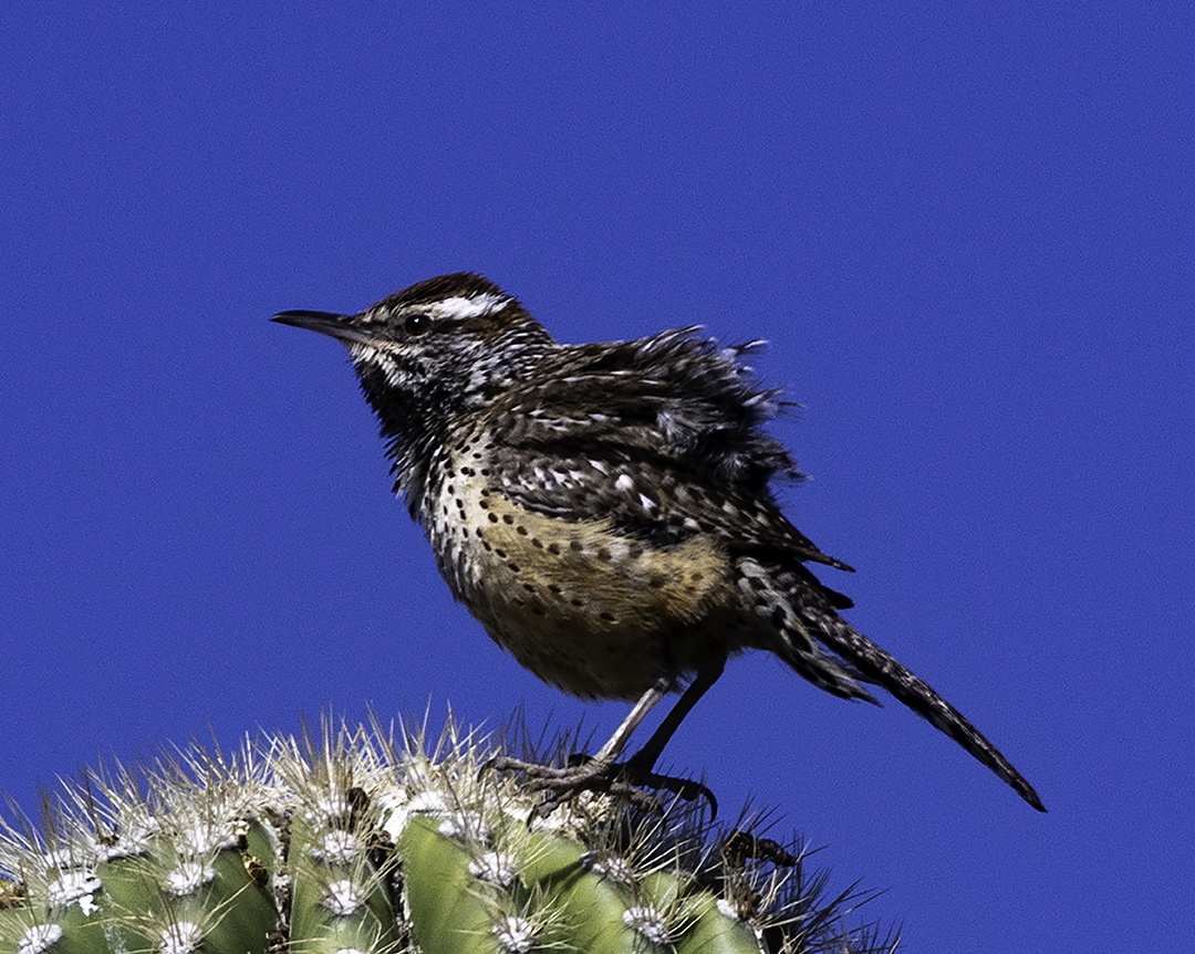 Cactus Wren II.jpg