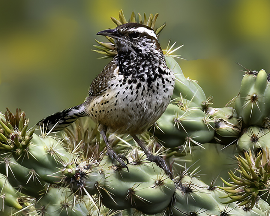 Cactus Wren.jpg