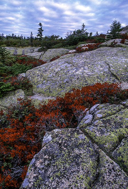 Cadillac Mountain, Acadia National Park, ME.jpg