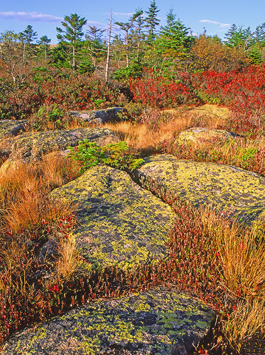 Cadillac Mountain III.jpg