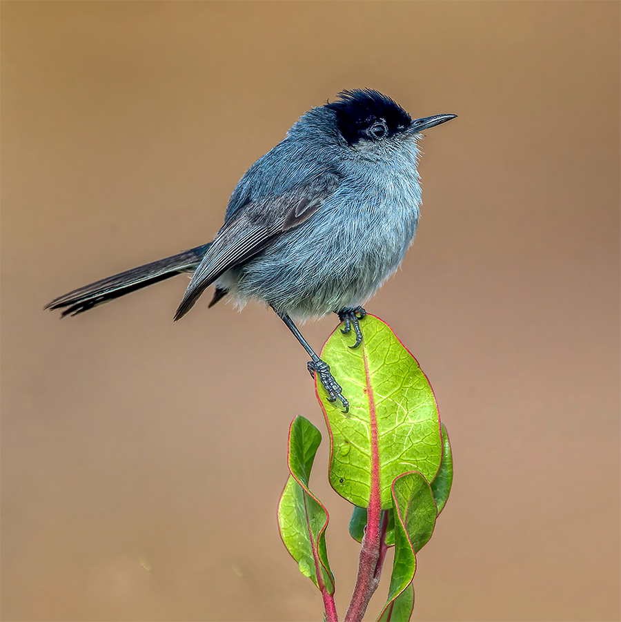 California Gnatcathcer copy.jpg