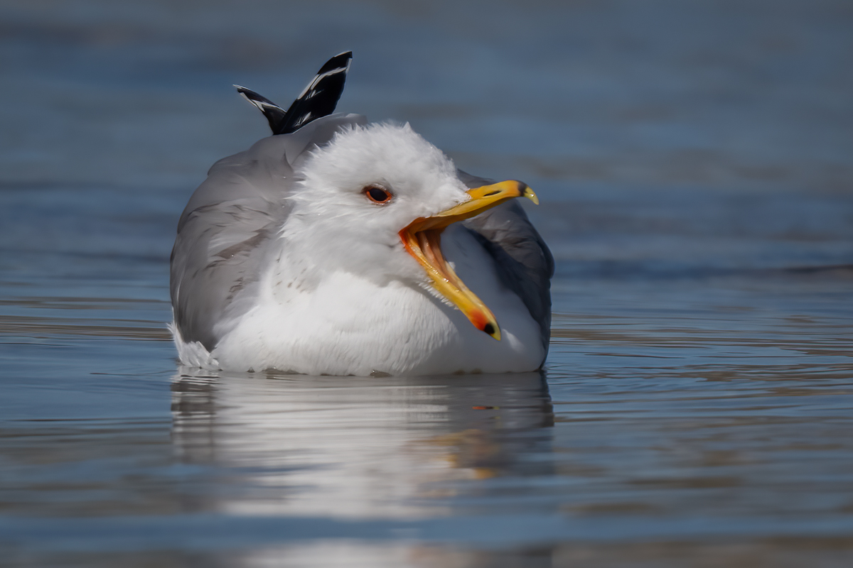 California Gull 03108-Edit.jpg