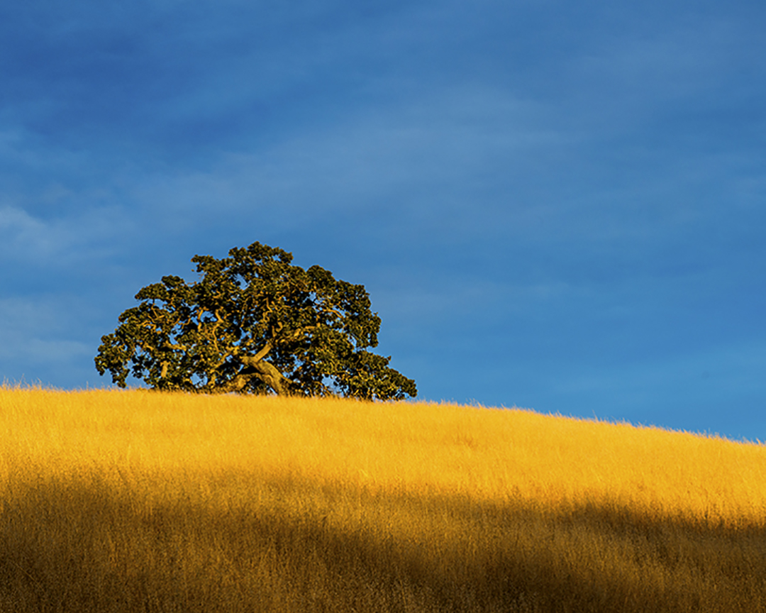 California Live Oak .jpg