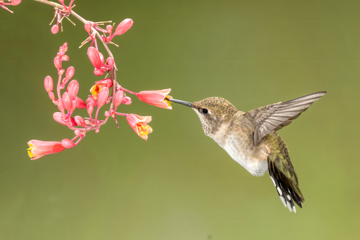 Calliope hummingbird-02464-Edit.jpg