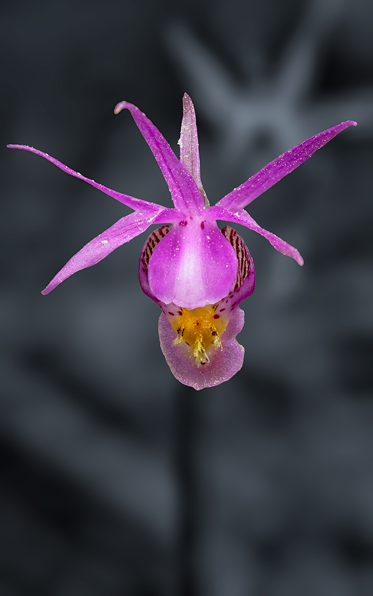 CalypsoSolo.jpg