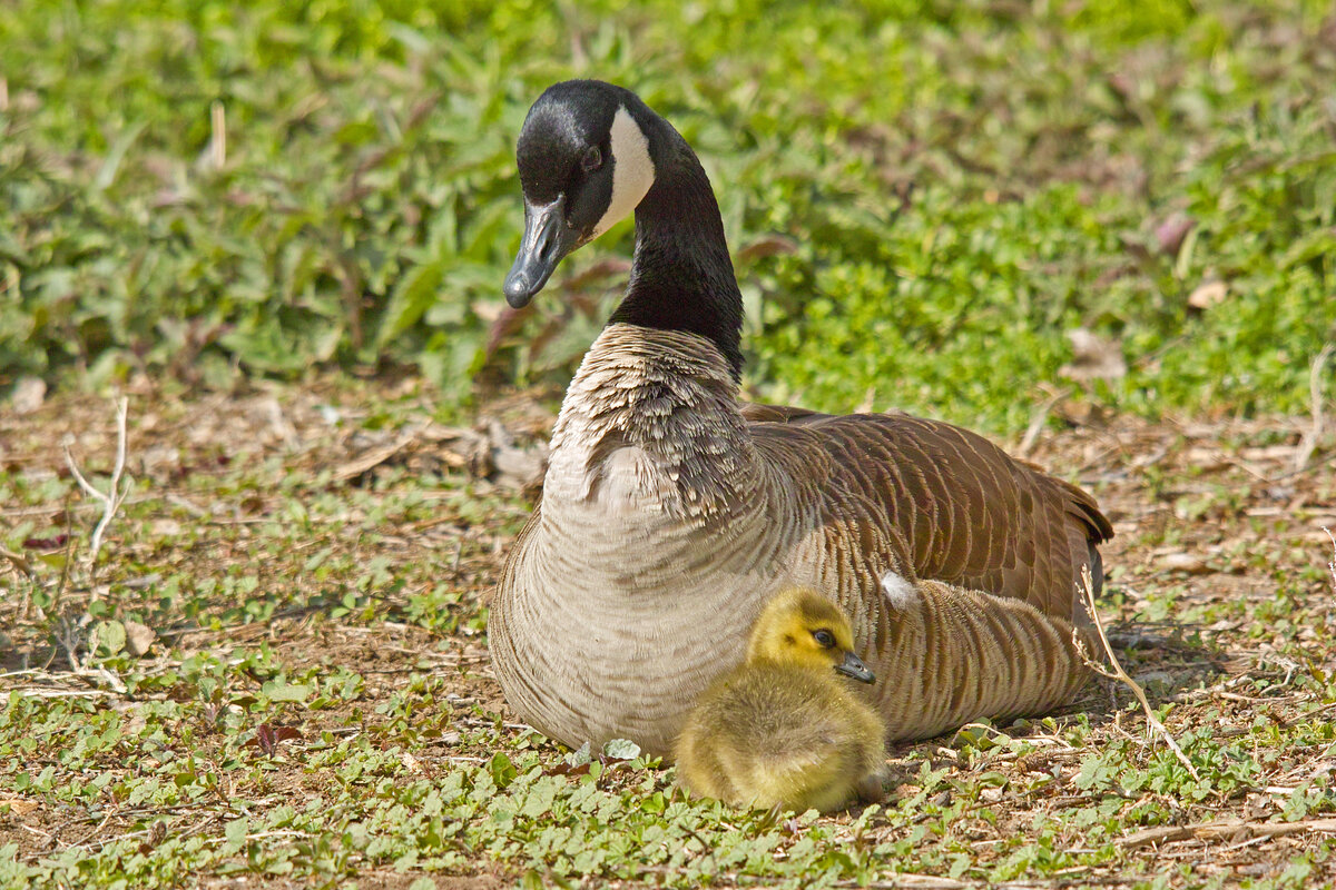 canada Goose2.jpg