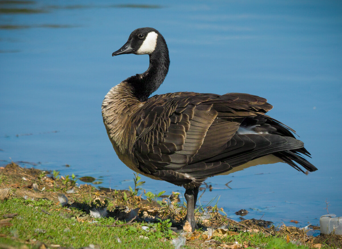Canada Goose3.jpg