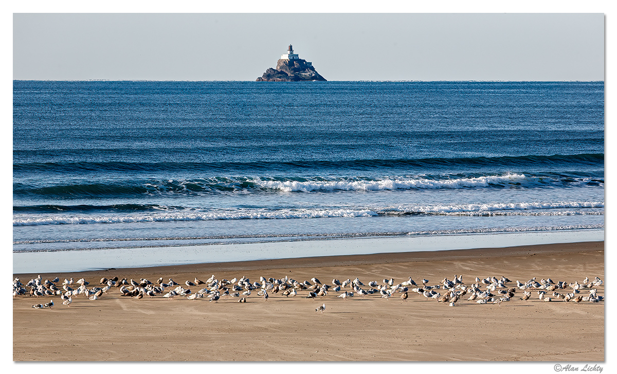 CannonBeachGulls.jpg