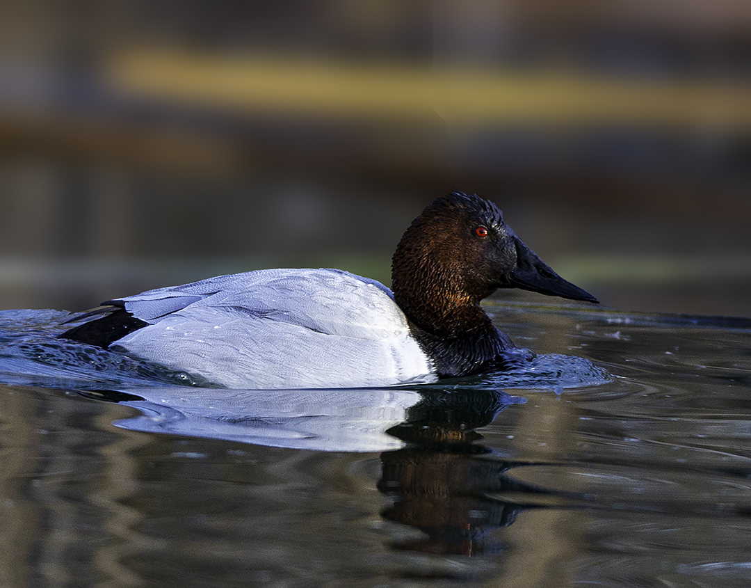 Canvasback V.jpg