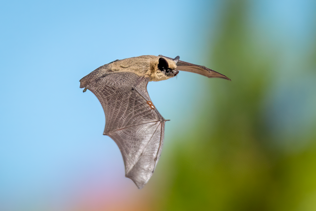 Canyon Bat -00460-Edit.png
