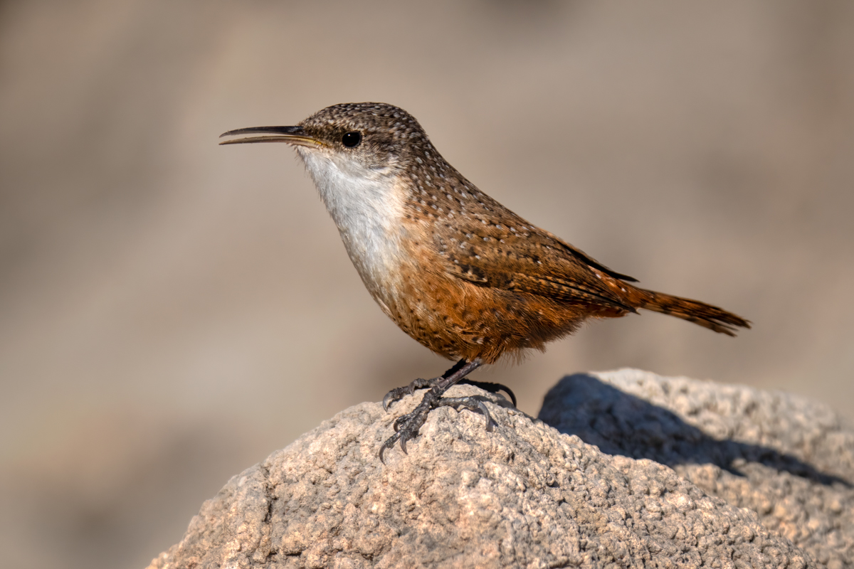 Canyon wren-08843-Edit.jpg