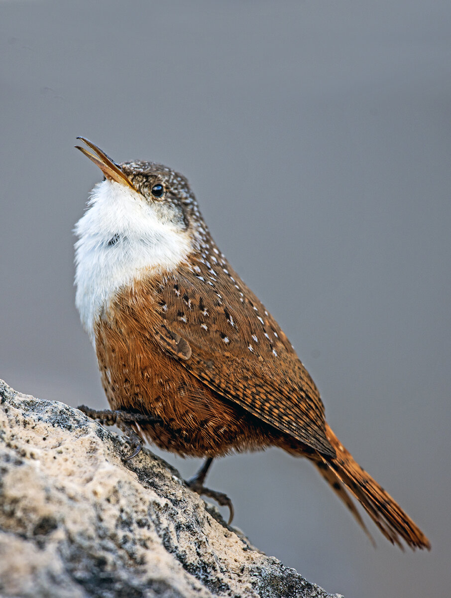 Canyon Wren (1 of 1)-2.jpg