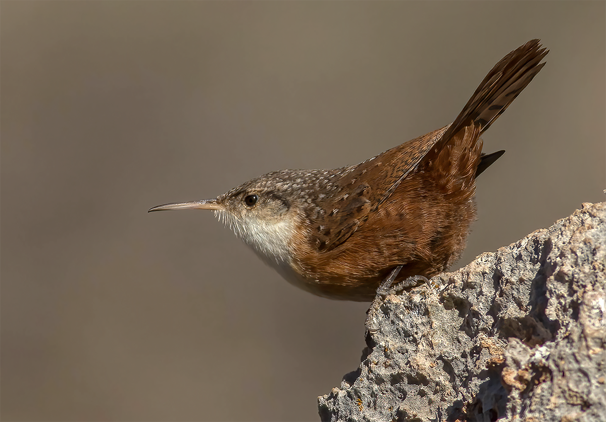 Canyon Wren FW.png