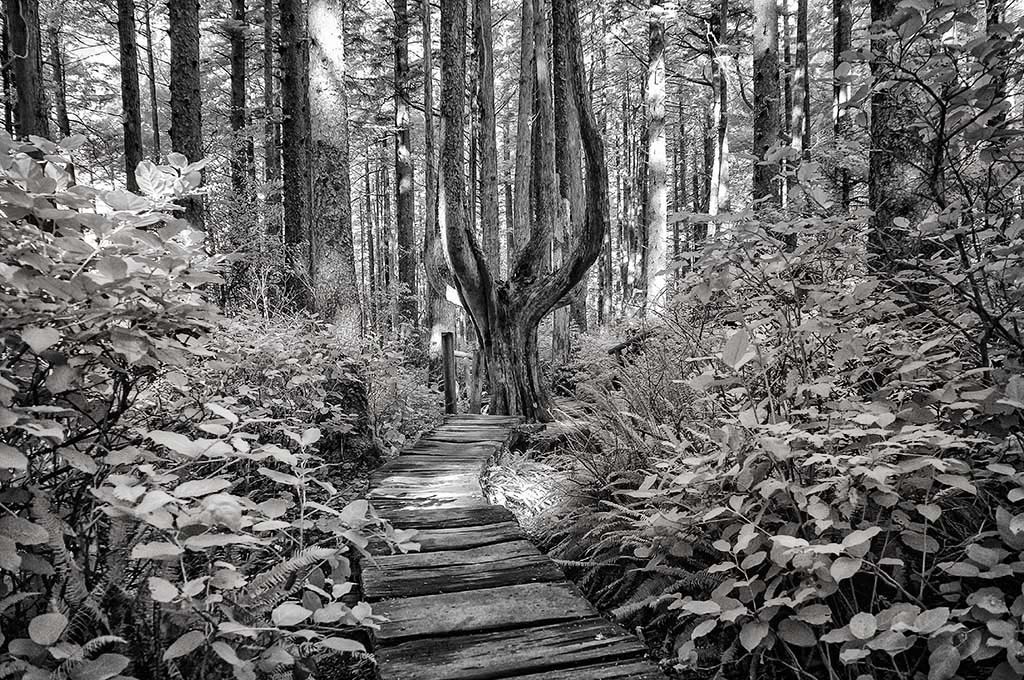 Cape Flattery walk 1 IR glow.jpg