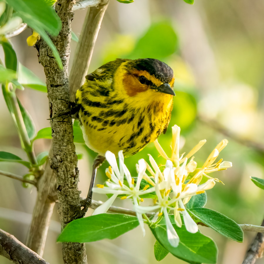 Cape May Warbler-.png