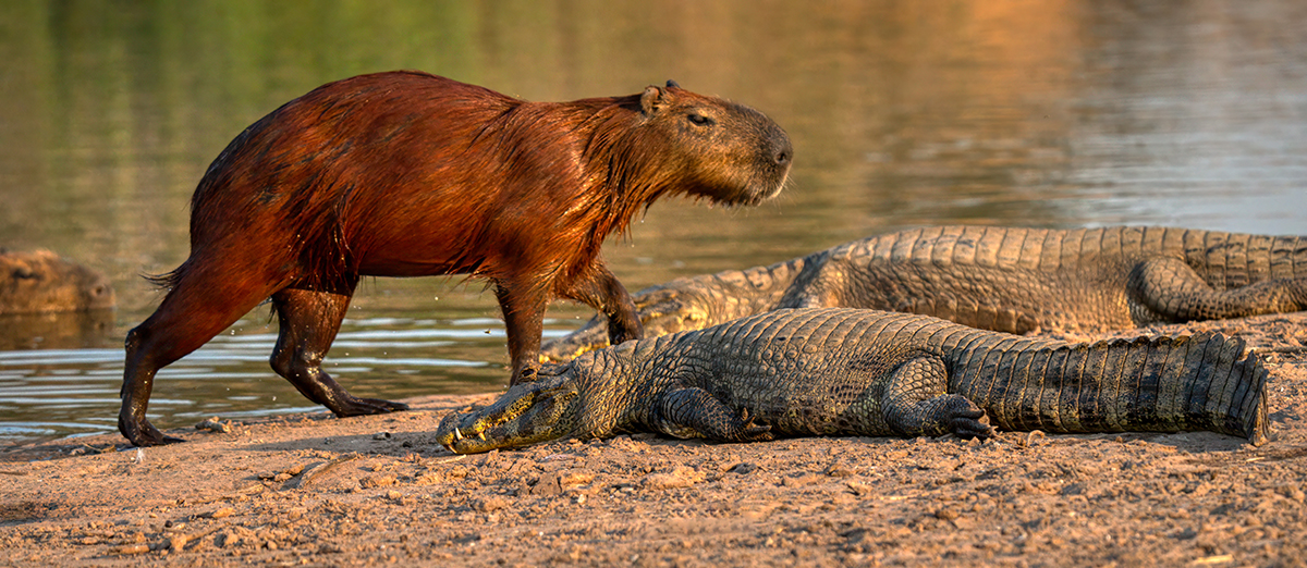 Capybara-06612-Edit.jpg