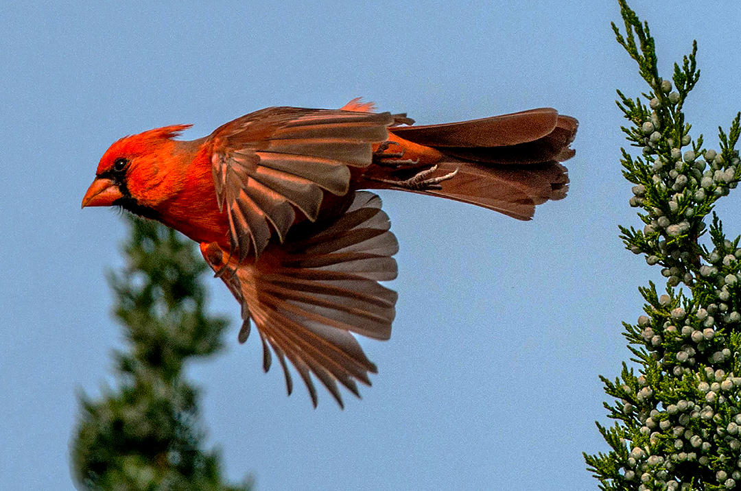 Cardinal flying.jpg