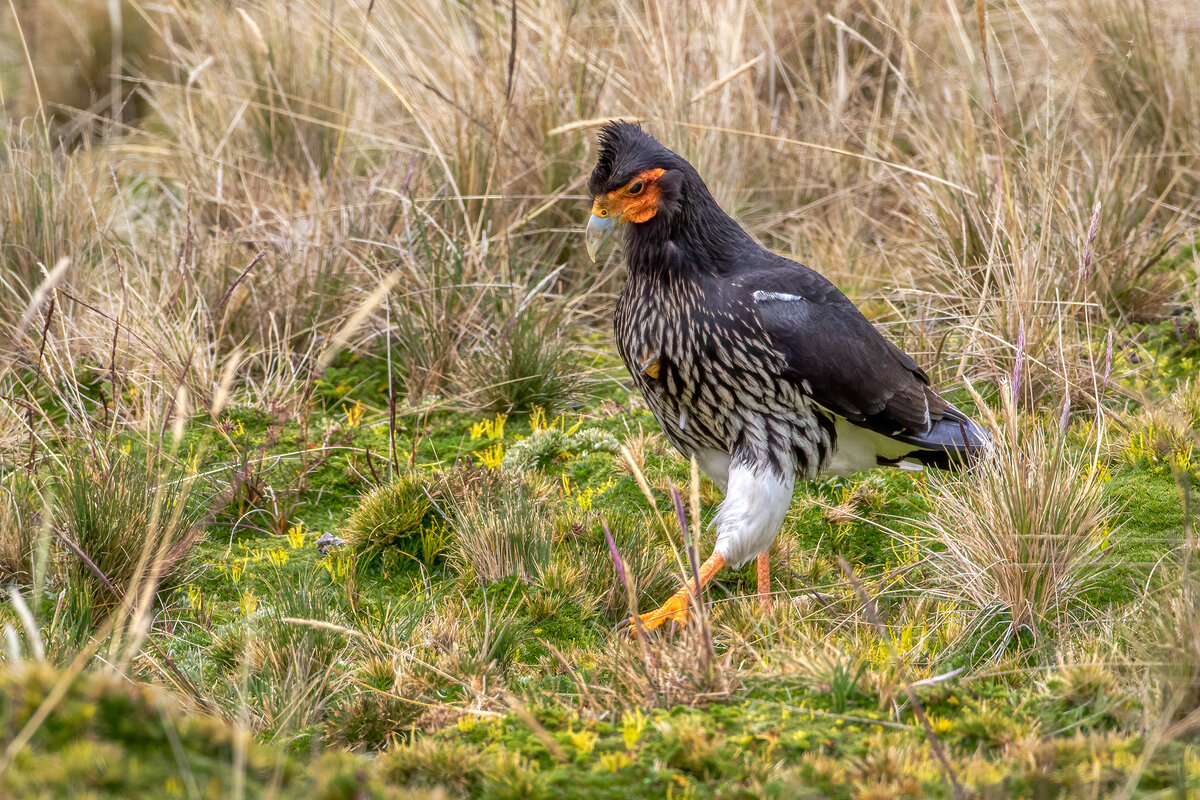 Carunculated caracara-2113-Edit-2.jpg