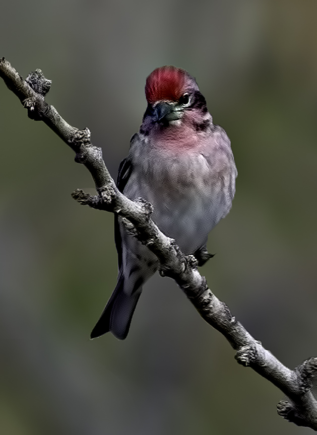 Casssin's Finch.jpg