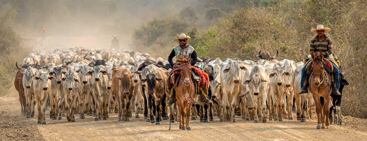 Cattle Drive-07418-Edit - Copy.jpg
