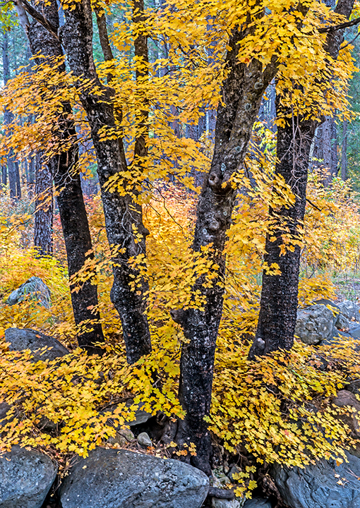 Sedona Guide #3: Oak Creek Canyon. | Focal World
