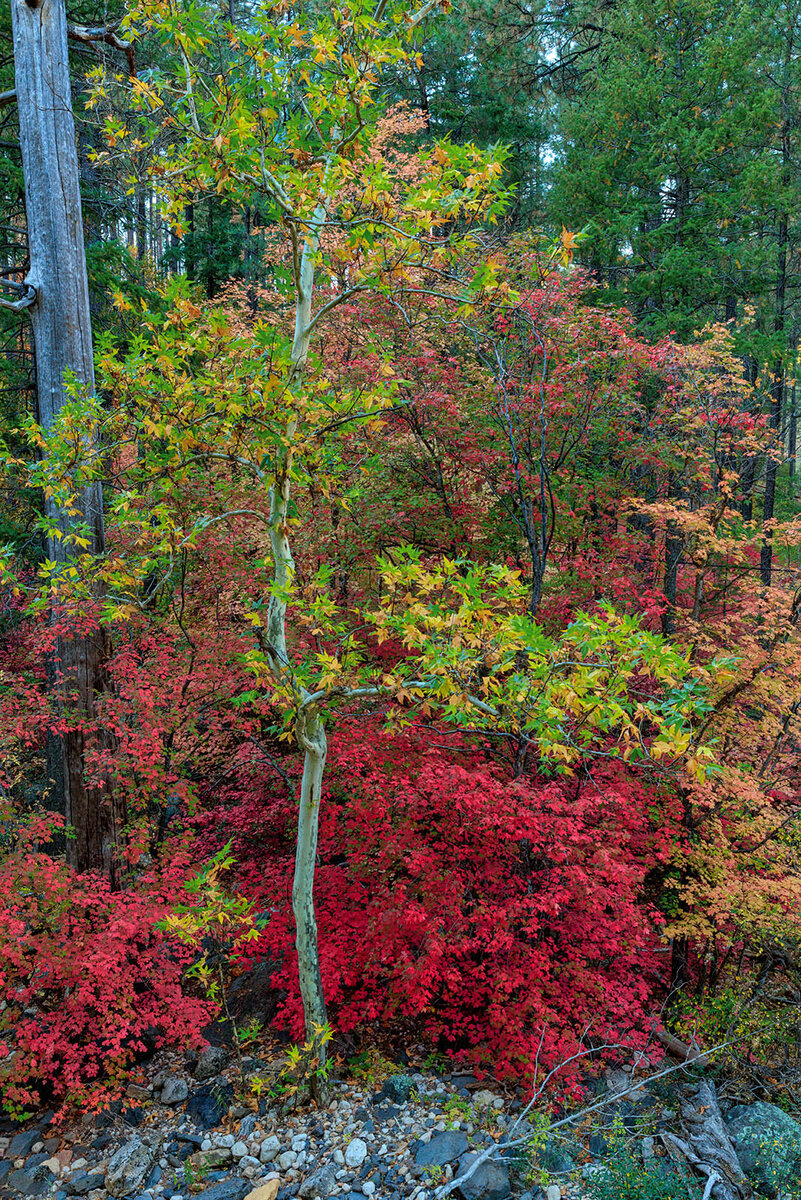 cave springs vs2.jpg