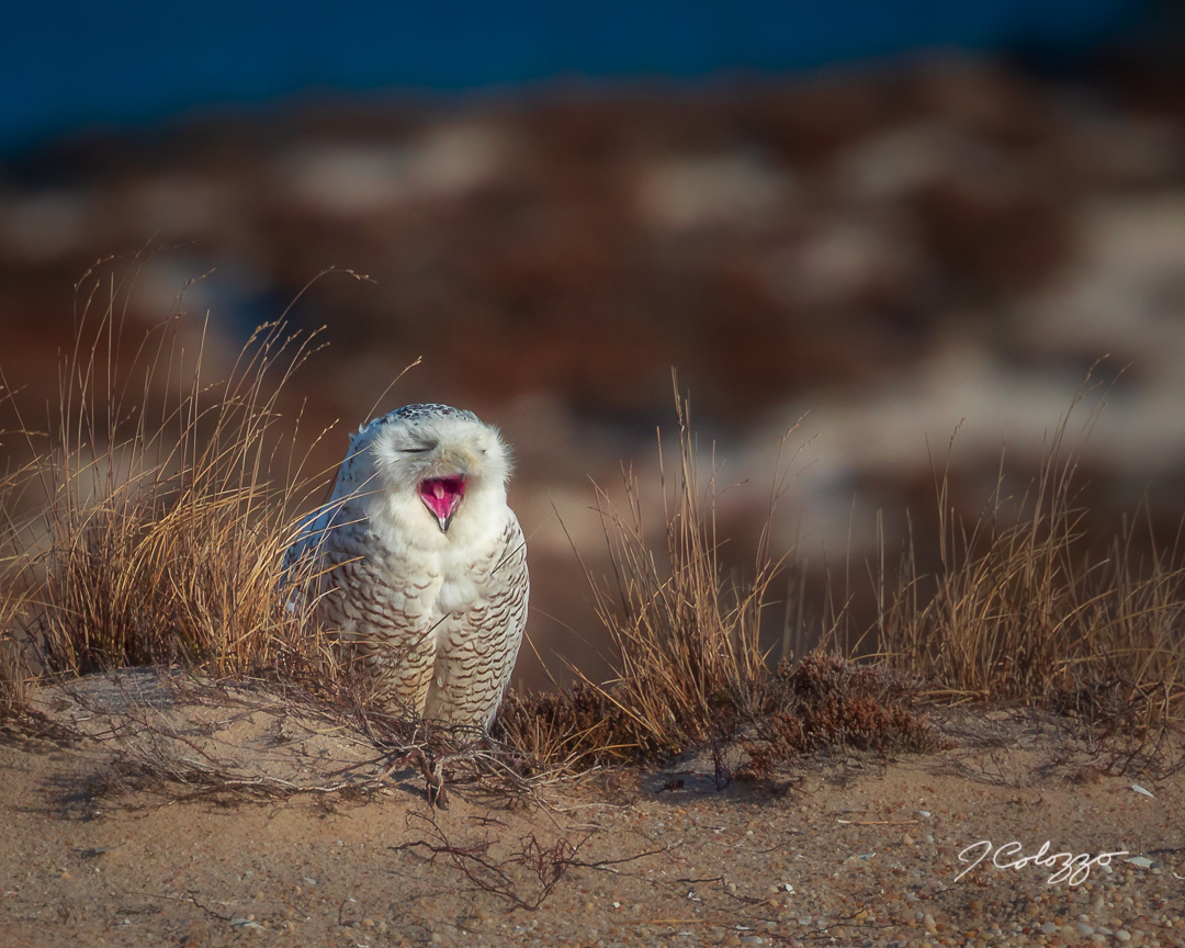CD0A7793-Edit.jpg