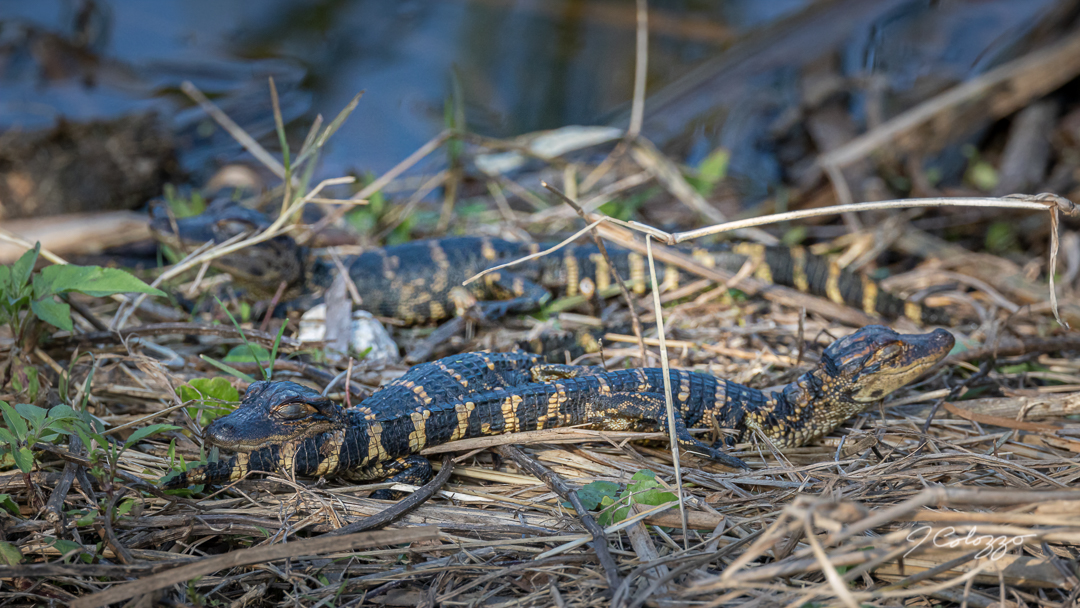 CD0A8140-Edit.jpg