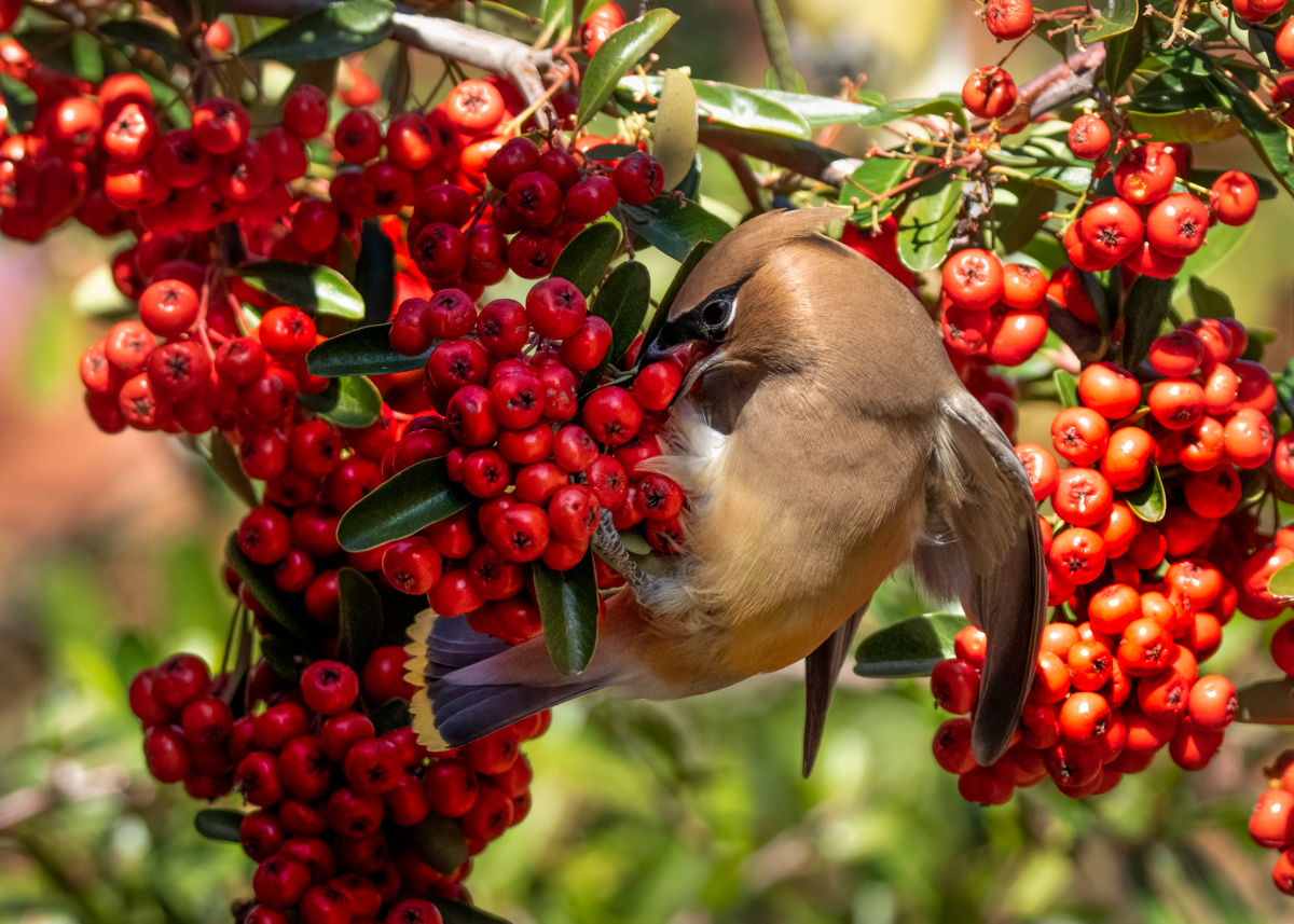 Cedar waxwing-04084-Edit.jpg